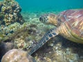 Sea turtle in corals closeup. Exotic marine turtle undersea photo. Oceanic animal in wild nature Royalty Free Stock Photo