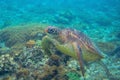 Sea turtle in corals. Exotic marine turtle undersea photo. Oceanic animal in wild nature. Summer vacation Royalty Free Stock Photo