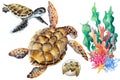 Sea turtle, cub, small newborn in an egg and coral reef fragment on a white background, hand drawn watercolor