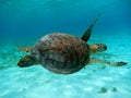 Sea turtle Curacao