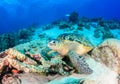 Sea turtle on a damaged reef