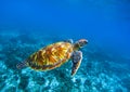 Sea turtle in deep blue seawater. Green sea turtle closeup. Tropical coral reef fauna. Royalty Free Stock Photo