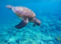 Sea turtle in deep blue water. Royalty Free Stock Photo