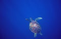 Sea turtle in deep open water. Green sea turtle closeup. Wildlife of tropical coral reef. Royalty Free Stock Photo