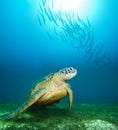 Sea turtle deep underwater