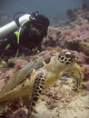 Sea turtle scuba dive sabang philippines Royalty Free Stock Photo