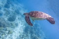 Sea turtle dives blue water. Snorkeling with tortoise. Wild green turtle in tropical lagoon. Royalty Free Stock Photo