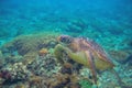 Sea turtle dives in coral reef. Wild marine turtle underwater photo. Oceanic animal in wild nature. Summer vacation