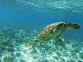 Sea turtle dives to sea bottom. Tropical seashore underwater photo.