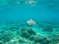 Sea turtle diving above seabottom. Green turtle in sea water.