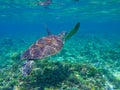 Sea turtle diving above seaweeds. Green turtle in sea water.