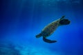 Turtle underwater against blue water