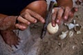 Sea turtle egg in the hand of asian man dirty with sand Royalty Free Stock Photo