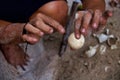 Sea turtle egg in the hand of asian man dirty with sand