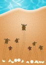 Sea turtle eggs on the beach Royalty Free Stock Photo