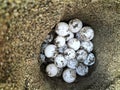 Sea turtle eggs in conservation areas Royalty Free Stock Photo