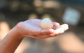 Sea Turtle Eggs On Hand At Kosgoda Sea Turtle Conservation Project