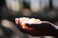 Sea Turtle Eggs On Hand At Kosgoda Sea Turtle Conservation Project