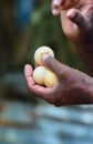 Sea Turtle Eggs On Hand At Kosgoda Sea Turtle Conservation Project