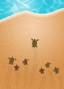 Sea turtle eggs Royalty Free Stock Photo