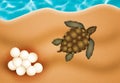 Sea turtle eggs Royalty Free Stock Photo