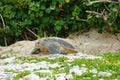 Sea turtle emerging from the sand in the early morning, Zamami, Okinawa, Japan Royalty Free Stock Photo