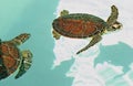 Sea turtle Royalty Free Stock Photo