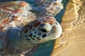 Sea Turtle Eyes and Face Royalty Free Stock Photo
