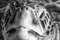 Sea Turtle Eyes and Face Royalty Free Stock Photo