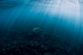Sea turtle underwater in ocean with sun rays. Green sea turtle with sunlight trough water surface Royalty Free Stock Photo