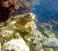 Sea turtle floats in tide pool Royalty Free Stock Photo