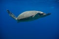 Sea turtle focused on a fin near gili trawangan in indonesia Royalty Free Stock Photo