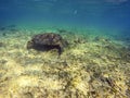 A sea turtle form the coral reef near Gili Meno Royalty Free Stock Photo