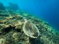 A sea turtle form the coral reef near Gili Meno Royalty Free Stock Photo