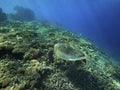 A sea turtle form the coral reef near Gili Meno Royalty Free Stock Photo