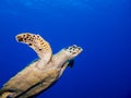 Sea Turtle