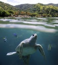 Sea turtle in front of Castara Beach Tobago, West Indies