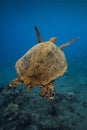 Sea turtle glides in blue sea. Turtle swim underwater Royalty Free Stock Photo