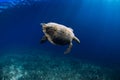 Sea turtle glides in deep ocean. Beautiful sea turtle underwater