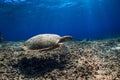 Sea turtle glides in deep ocean. Green sea turtle underwater Royalty Free Stock Photo