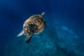 Sea turtle glides in deep ocean. Green sea turtle underwater Royalty Free Stock Photo