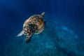 Sea turtle glides in deep ocean. Green sea turtle underwater Royalty Free Stock Photo