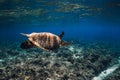 Sea turtle glides in deep ocean. Green sea turtle underwater Royalty Free Stock Photo