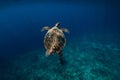 Sea turtle glides in ocean. Beautiful green sea turtle underwater Royalty Free Stock Photo