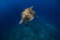 Sea turtle glides in ocean. Beautiful green sea turtle underwater Royalty Free Stock Photo