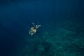 Sea turtle glides in ocean. Beautiful green sea turtle underwater Royalty Free Stock Photo