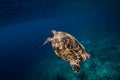 Sea turtle glides in ocean. Beautiful green sea turtle underwater Royalty Free Stock Photo