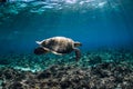 Sea turtle glides in ocean. Underwater view with turtles Royalty Free Stock Photo