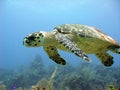 Sea turtle glides over a beautiful coral reef Royalty Free Stock Photo