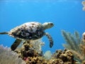 Sea Turtle Glides Over A Beautiful Coral Reef